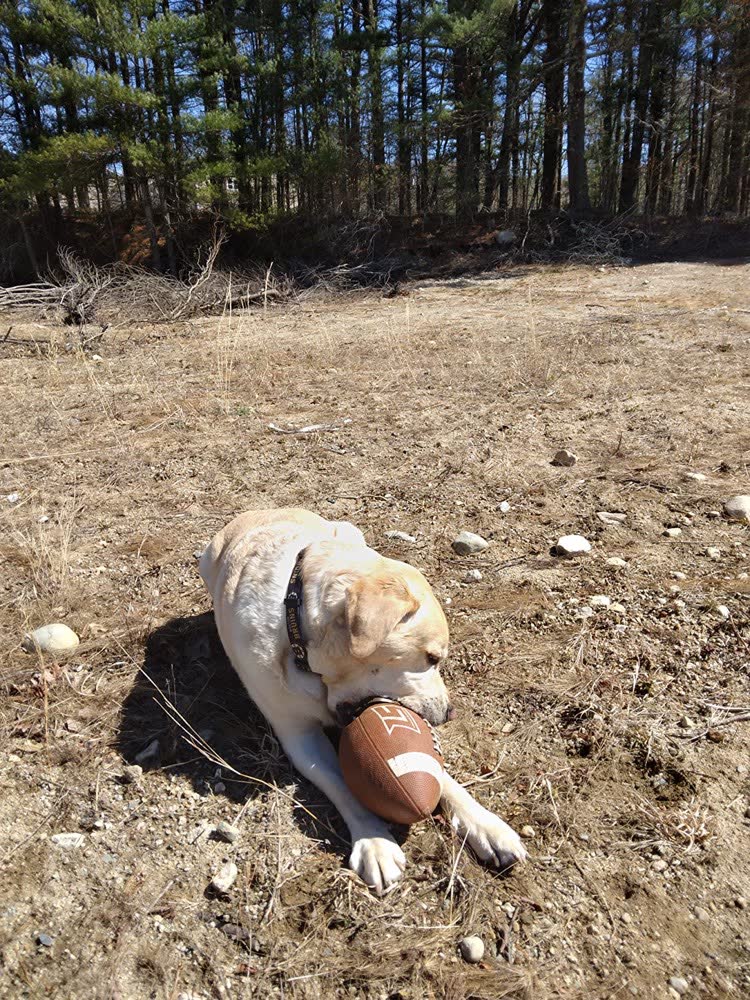 A happy dog whose owner reviewed VetPro Complete