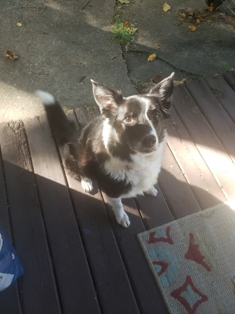 A happy dog whose owner reviewed VetPro Complete