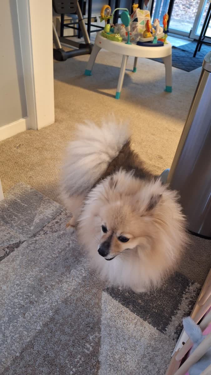 A happy dog whose owner reviewed VetPro Complete