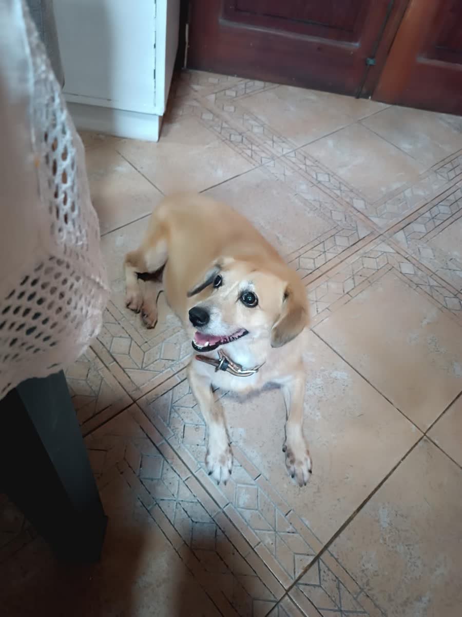 A happy dog whose owner reviewed VetPro Complete